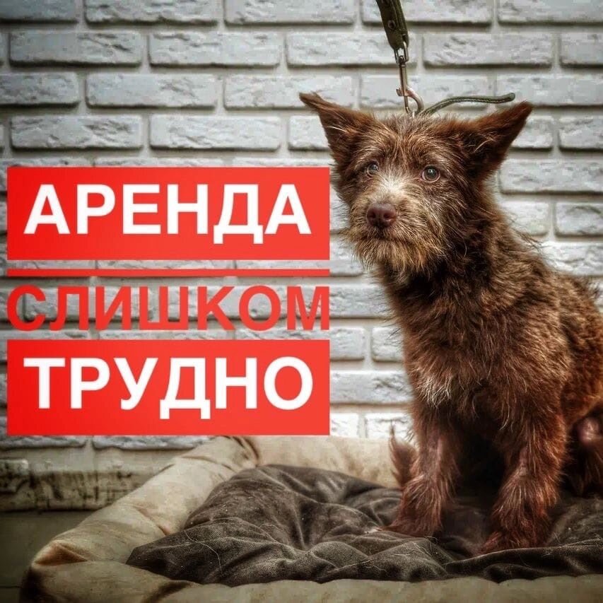 Мы не собрали на аренду