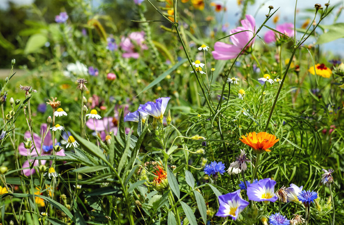 Луговые травы