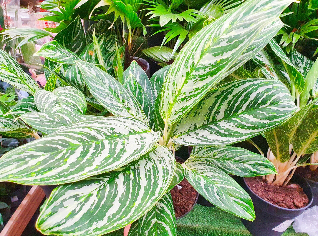 31 Best Low-Light Indoor Plants to Brighten Up Your Home