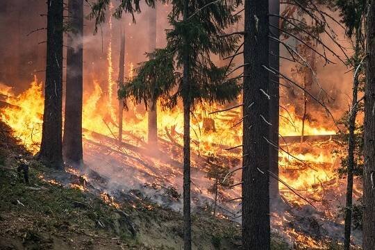    Охватившие российские регионы лесные пожары могут стоить кресла сразу нескольким губернаторам