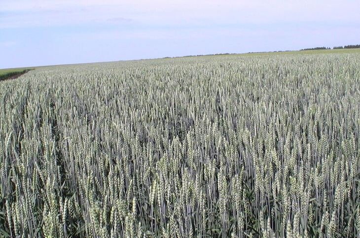    Ставрополье формирует производство чисто российского урожая