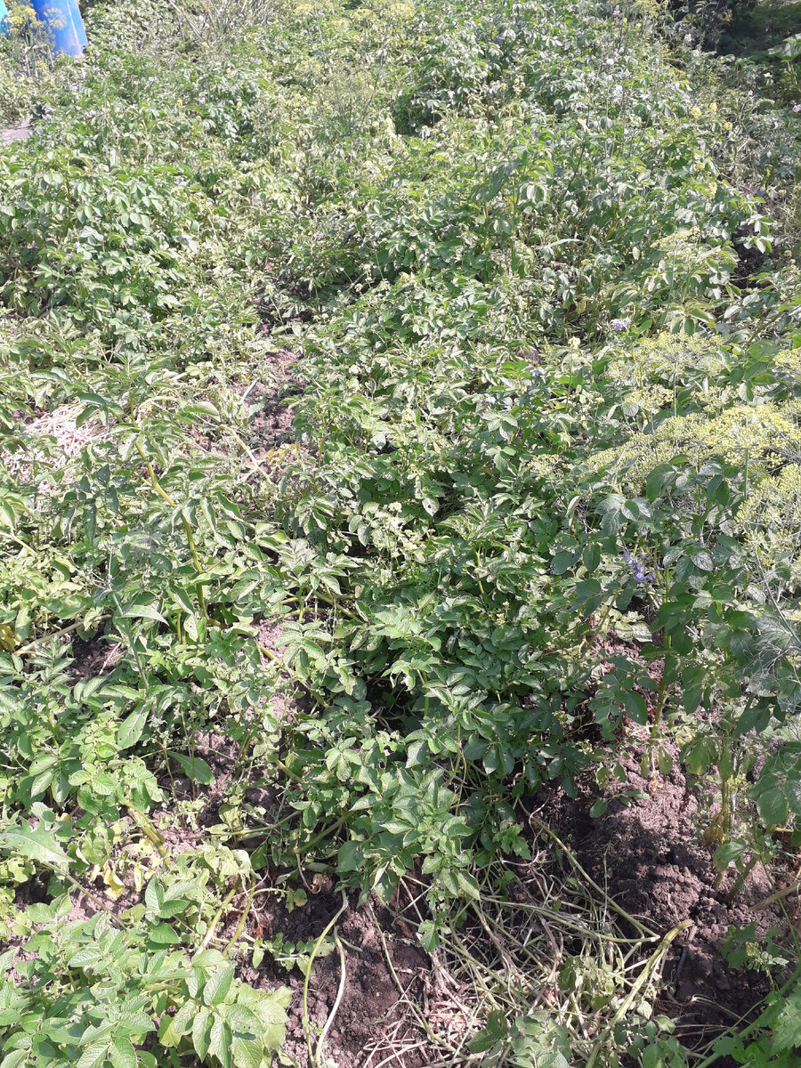 Заваленная ботва картофеля с выдернутой горчицей