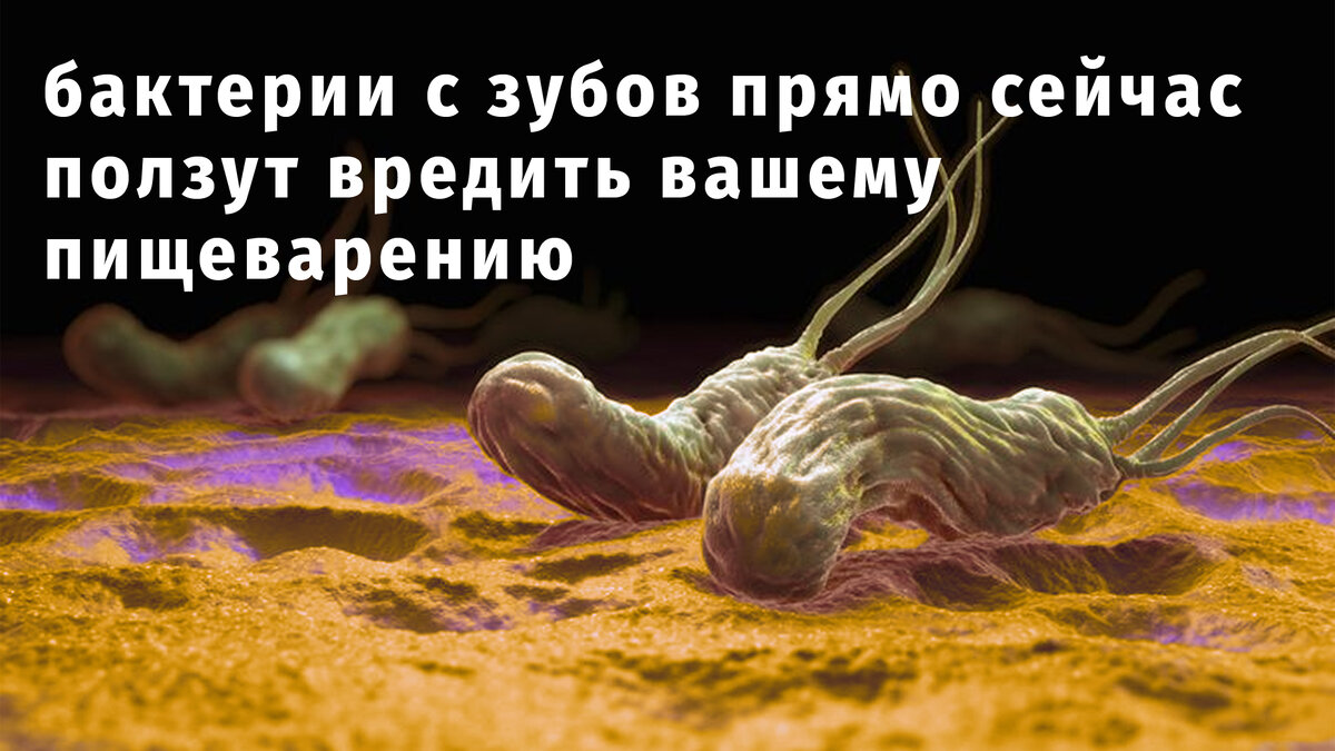 Рак живой организм. Как микробы попадают в живот.