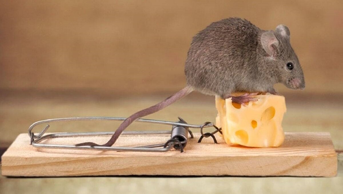 Мыши и крысы на даче или в частном доме – частные гости. Причем, совсем не приятные гости, которых не хочется встречать с распростертыми объятиями.