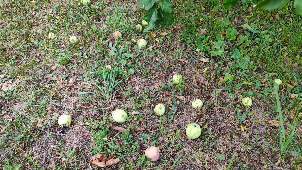 В статье использованы фото и коллажи автора