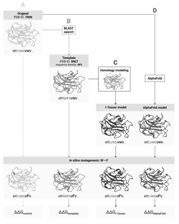    Четыре пути предсказания изменения стабильности белка после мутации: (А) по структуре исходного белка; (B) по структуре его гомолога; (C) по структуре исходного белка, предсказанной на основе структуры голомолга, и (D) по структуре, предсказанной искусственным интеллектом на основе аминокислотной последовательности / ©Пресс-служба Сколтеха