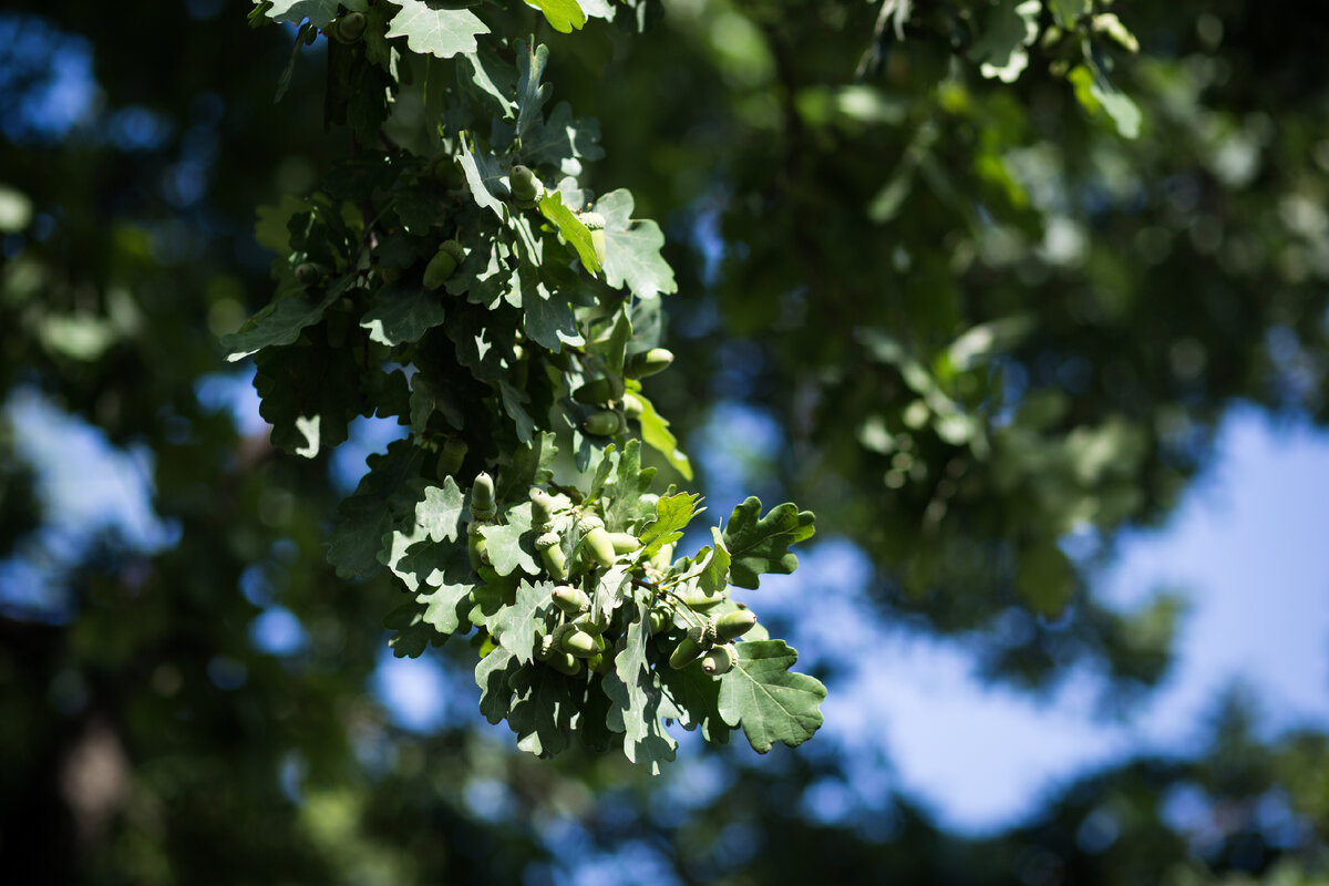 Александровский Сад, г. Санкт-Петербург. Дуб. Автор фото: Надежда Панова, http://nadia-photo.com