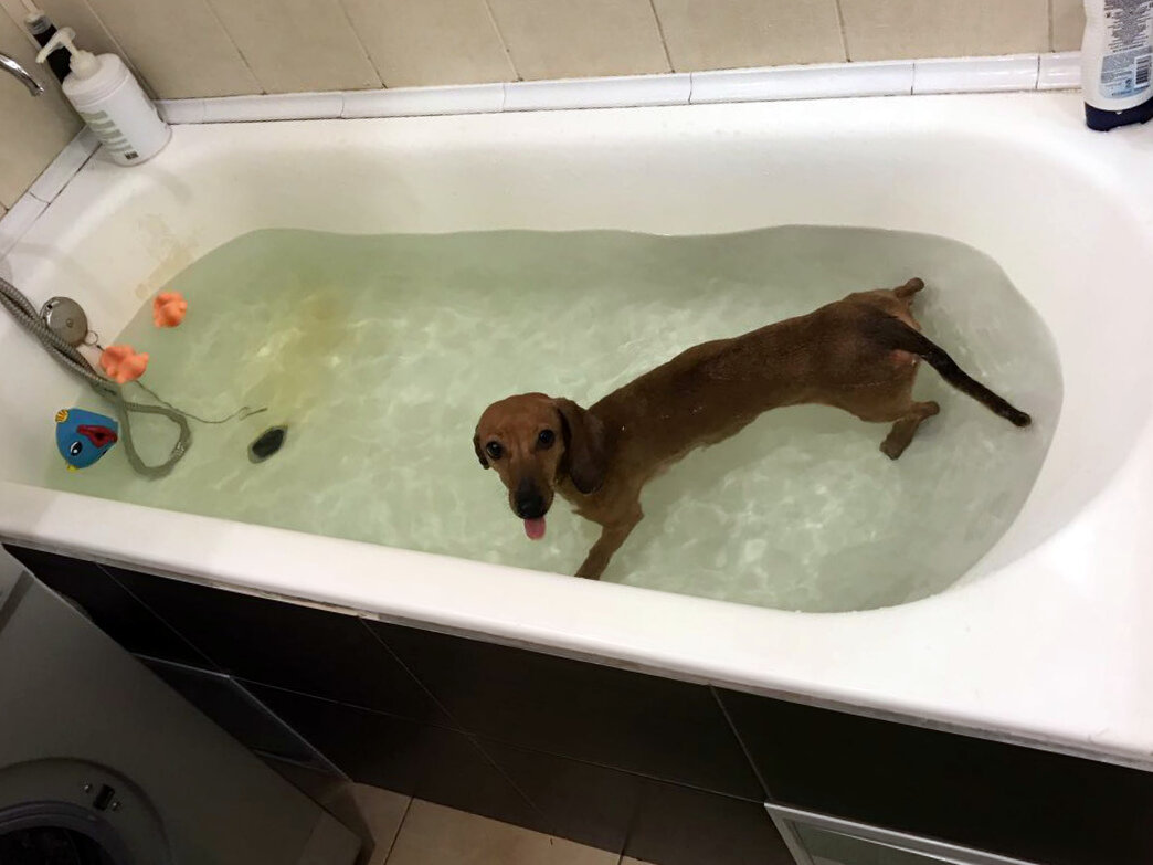 Прыгнула в ванну, одержимая страстью к резиновым игрушкам 