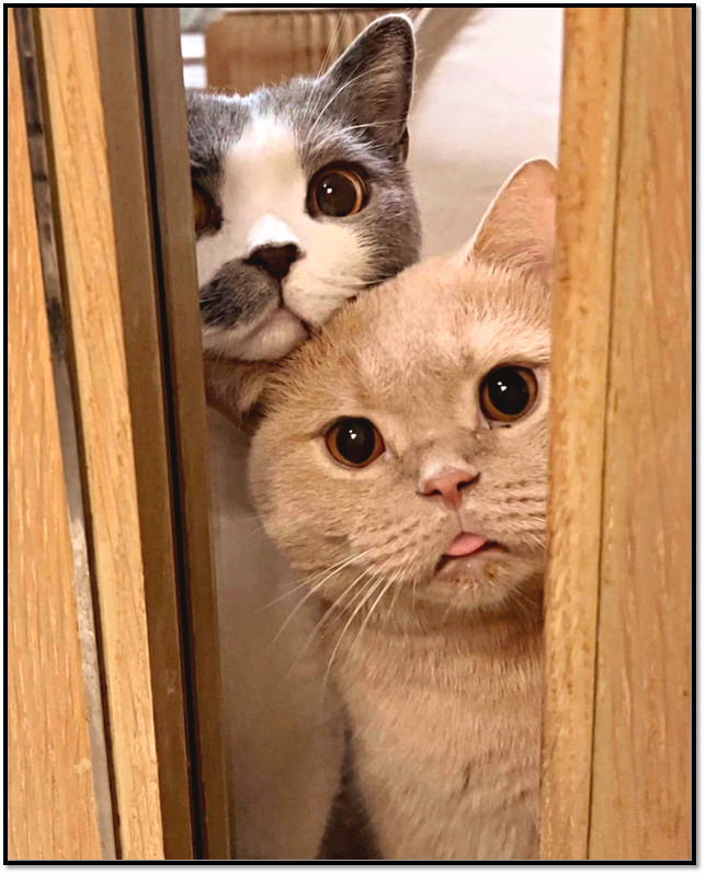 Источник: https://pikabu.ru 