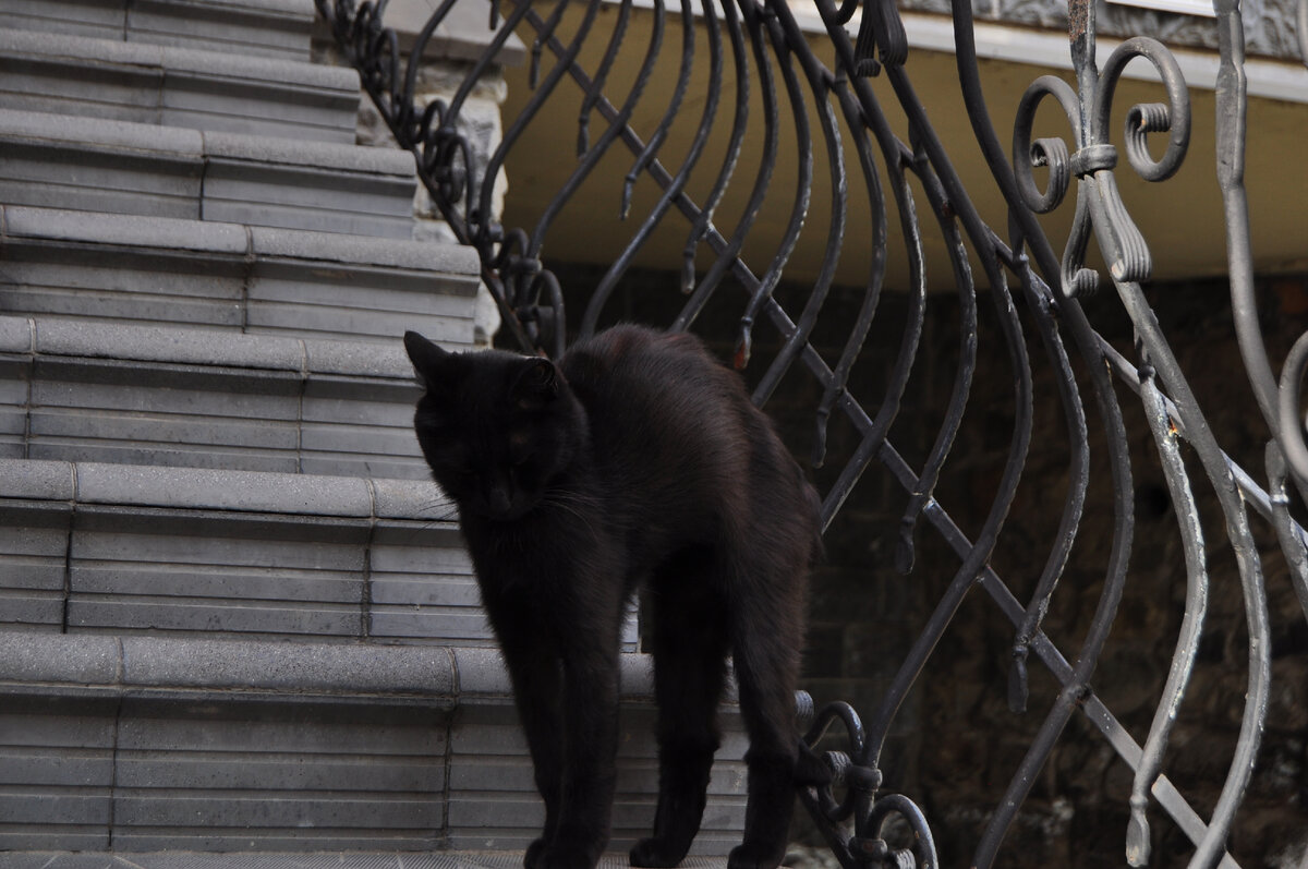 фото владивостокский котик