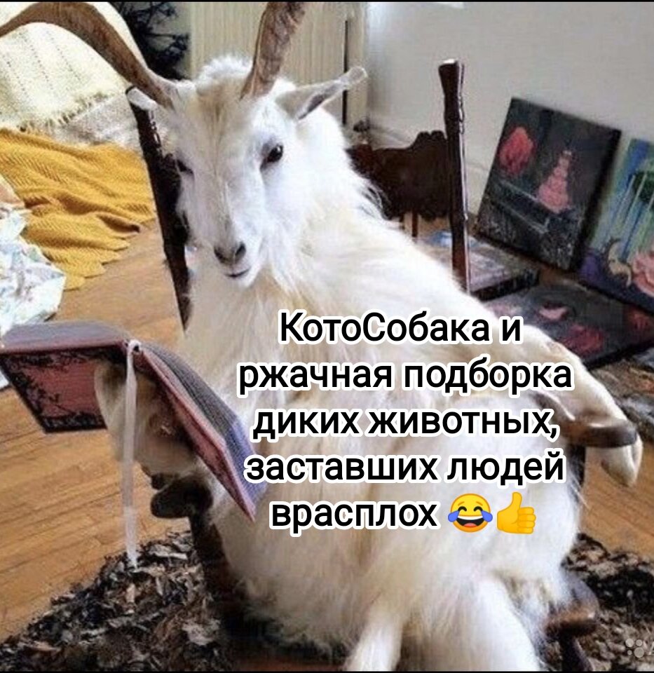 Фото снято автором канала КотоСобака