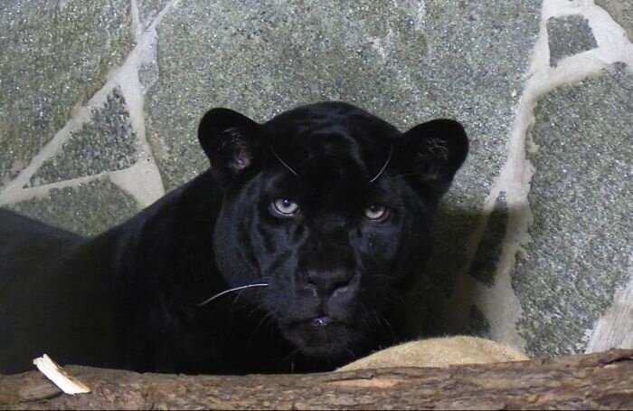    Ленинградский зоопарк / "ВКонтакте"