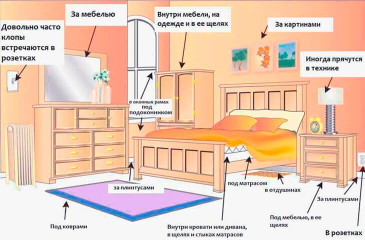 Места обитания постельных клопов в комнате.