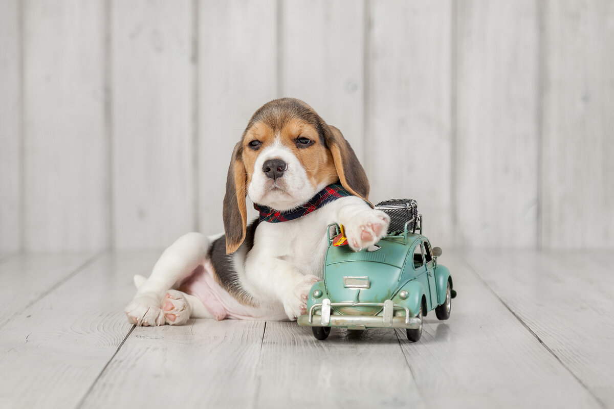 Щенок питомника «Глаза Напротив»