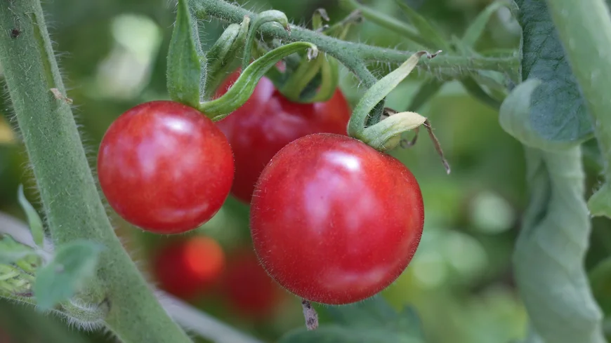 Томат (Solanum lycopersicum L., 1753). Коллекция генетических ресурсов овощных культур 
Фото: Александр Леншин, Коллекции ВИР имени Н. И. Вавилова