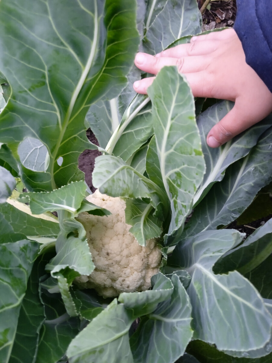 Выросли кочаны не большие!