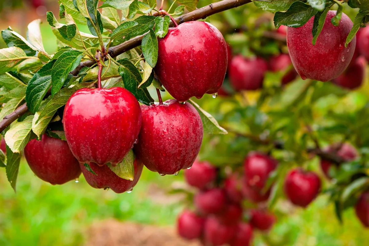                                            Фото: Serhii Hrebeniuk/Shutterstock.com 