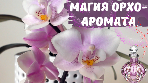 Парфюмерно-орхидейная миниатюра🌸Phalaenopsis Jiaho's Pink Girl.