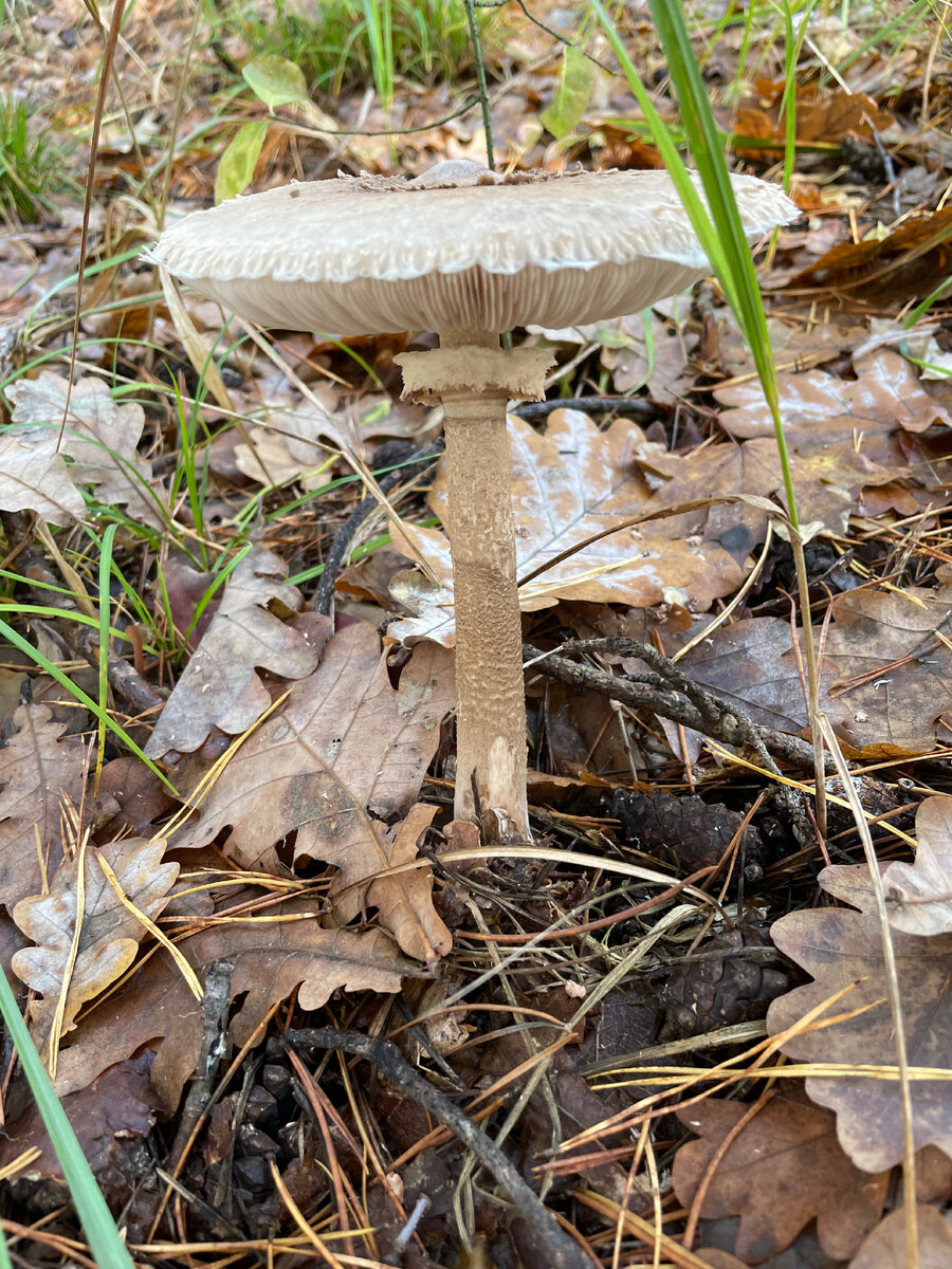 Курник взрослый