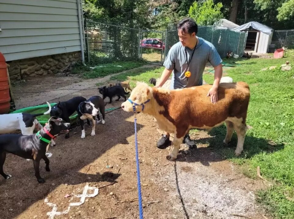 Хозяин фермы представляет нового питомца своим многочисленным собакам