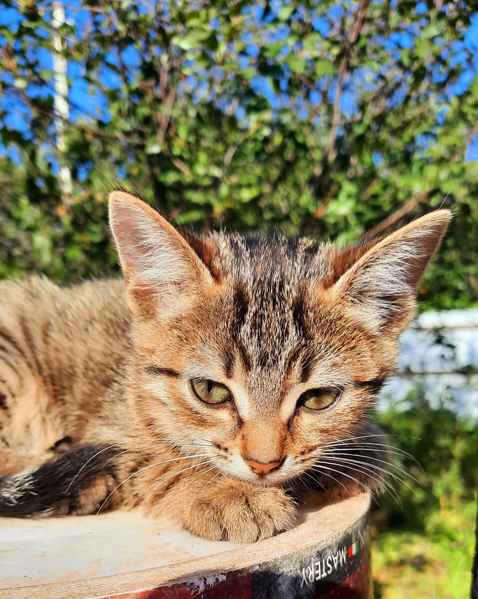 Теперь милых котиков я буду показывать ещё больше 😃 Настроение такое- делиться милотой 🤗