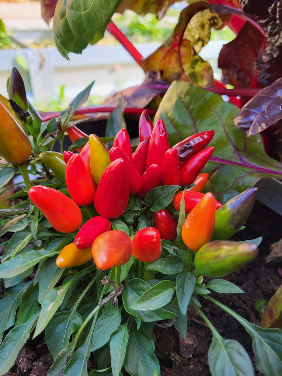 Острый перец Калейдоскоп - красный