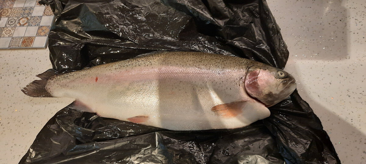 Весит эта рыбина 2,4 кг