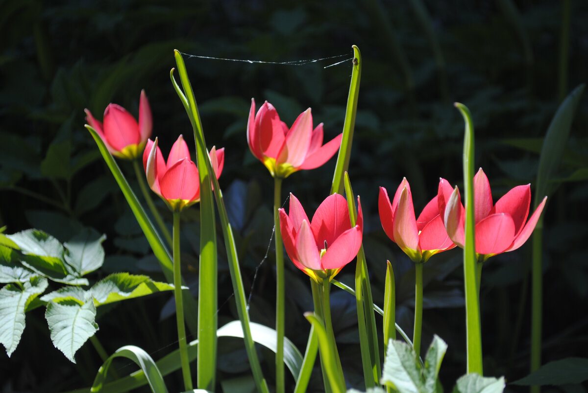 Тюльпаны! Все мои. И фотографии все, конечно же, тоже мои