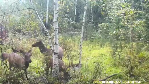 В Усть-Куте фотоловушка запечатлела семейство краснокнижных Алтайских маралов возле кормушек от ИНК