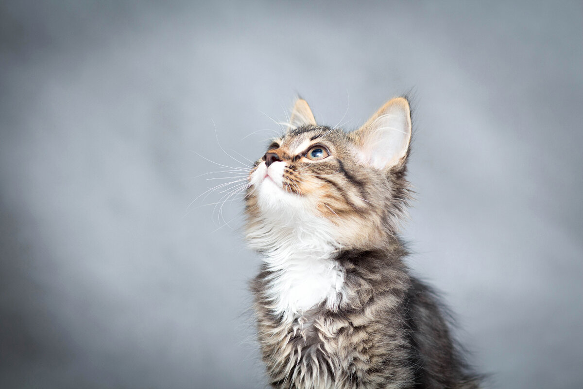Что делать с акне у кошки | Причины, формы акне, диагностика и лечение