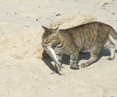 Фото из инета