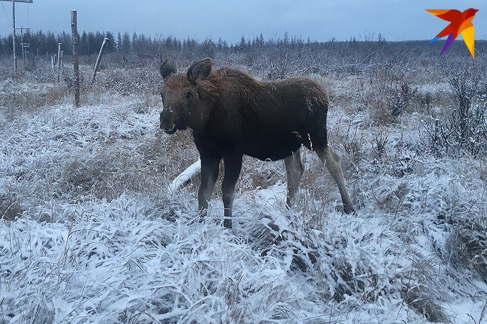     На новогодних праздниках в Мурманской области зафиксировали два случая браконьерства. Павел КЛОКОВ