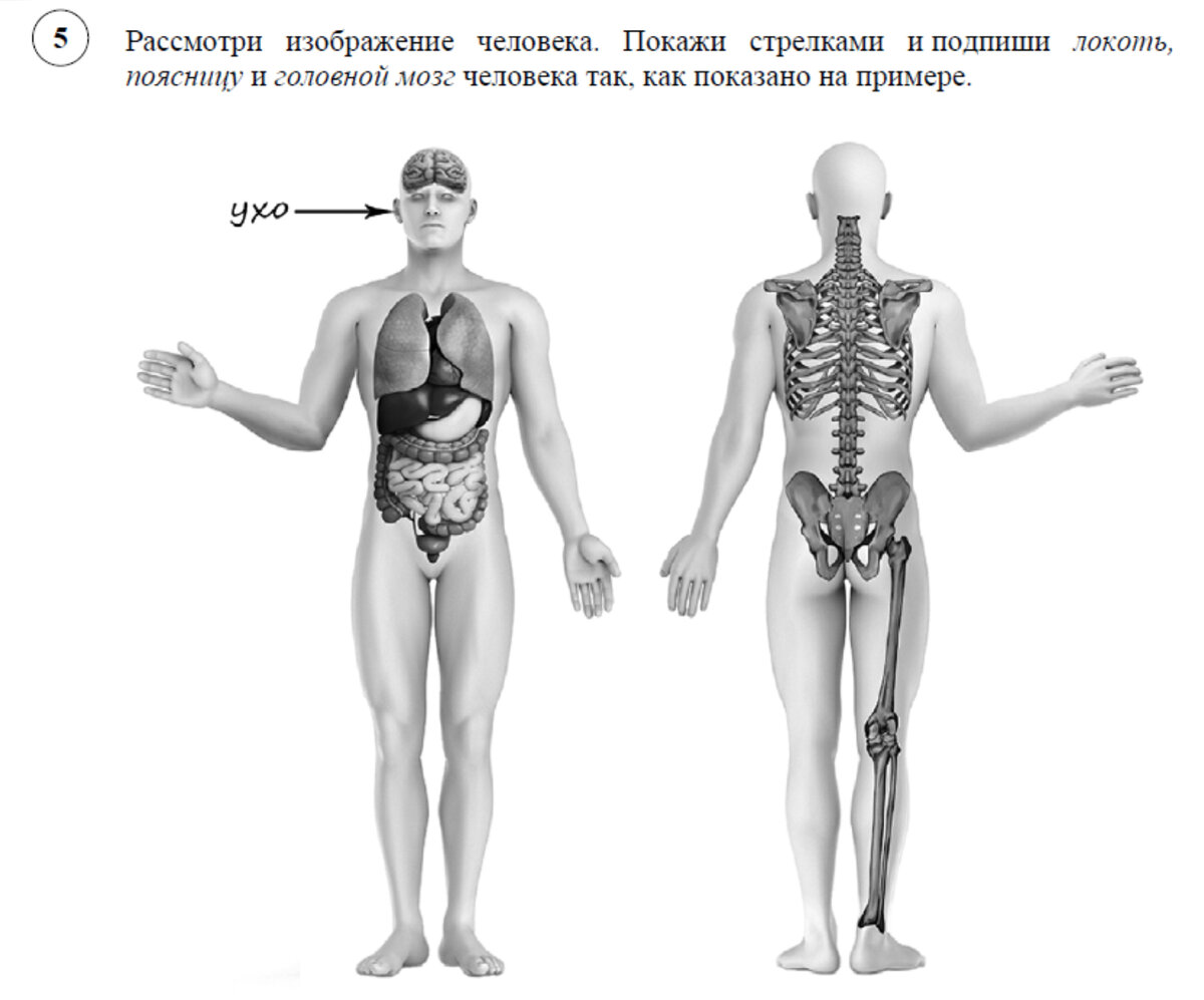 Строение тела человека ВПР 4 класс