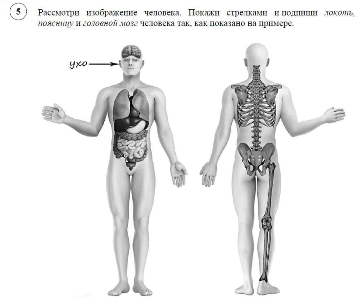 Скелет человека наглядное пособие