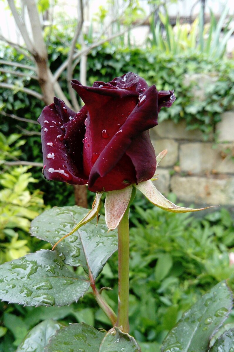 Чудо-роза Блэк Баккара. Фото автора.