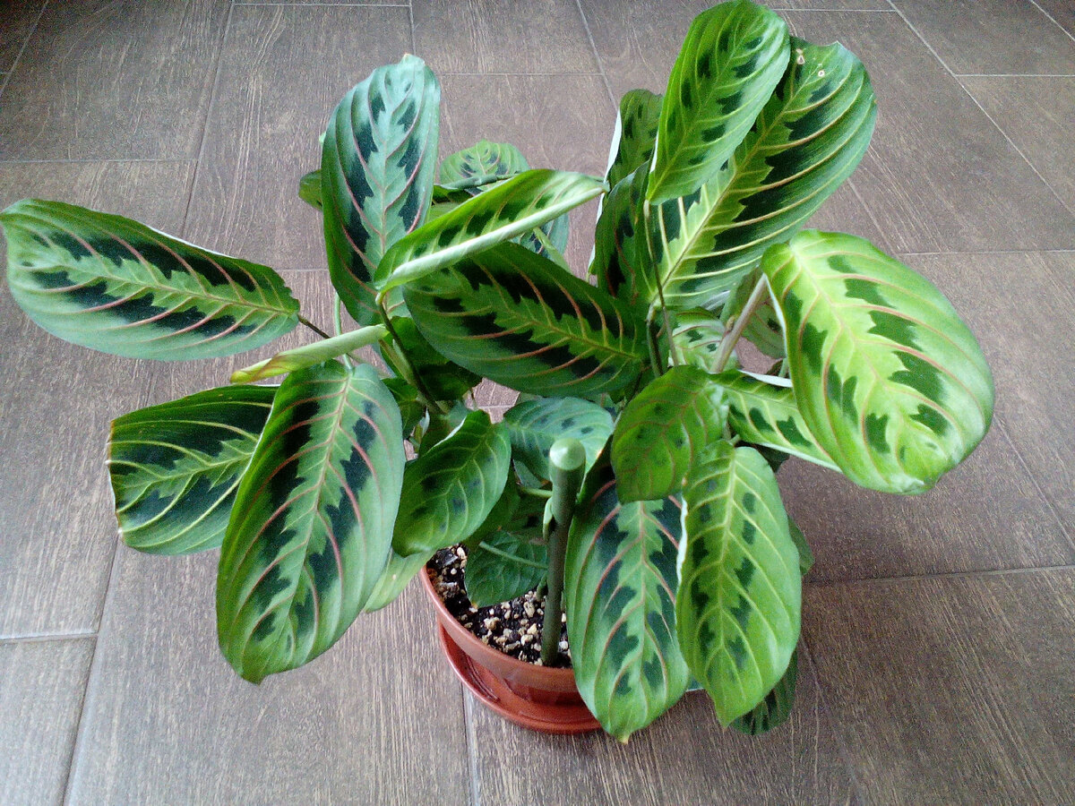 Маранта Триколор