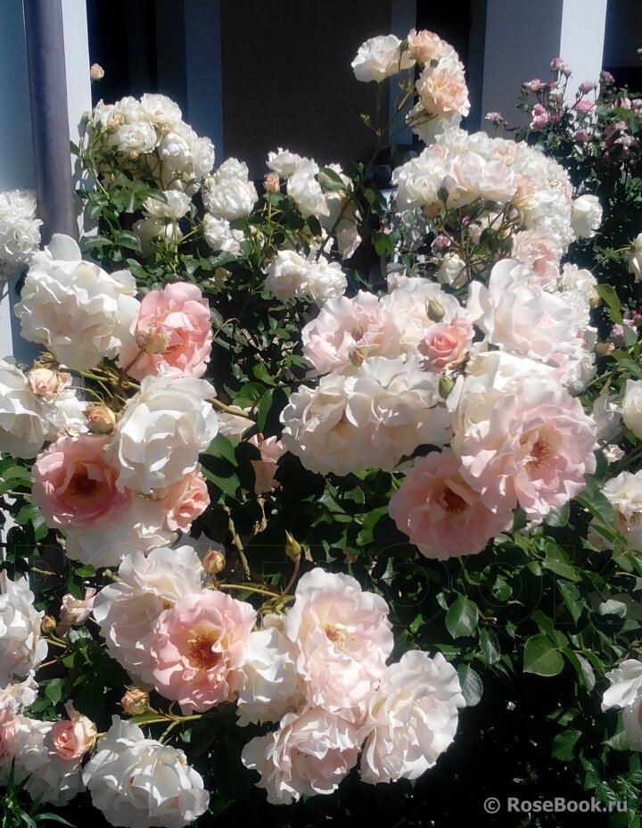 Роза шраб Рококо