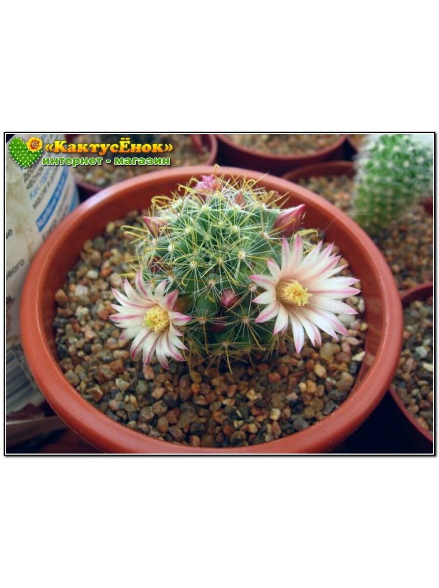 Маммиллярия Вильда — неприхотливый кактус с белыми бутонами. Черенок. стоимость 120р. фото из питомника "Кактусенок". заказ можно оформить на нашем сайте