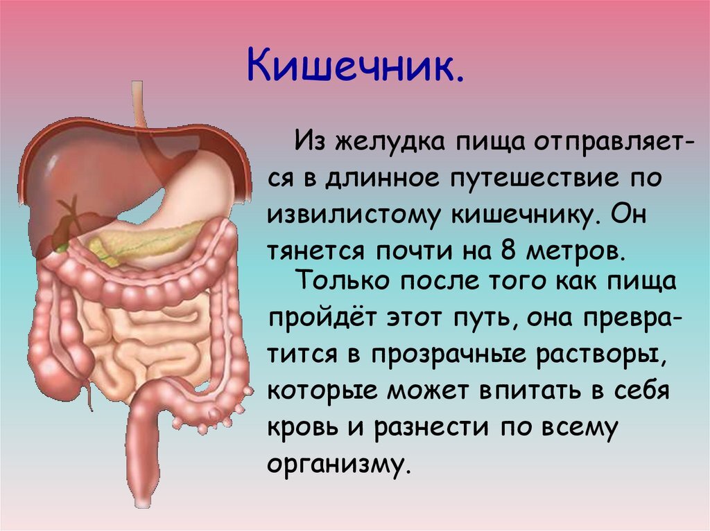 Кишечник на рисунке