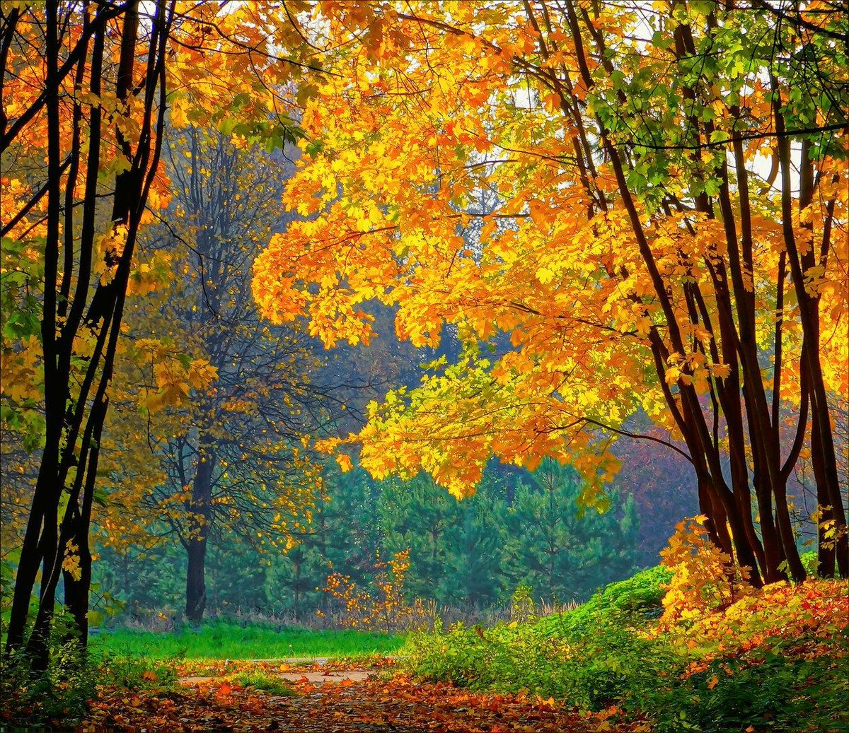 Сентябрь месяц природа. Сентябрь природа. Сентябрь пейзаж. Осенний пейзаж сентябрь. Сентябрь Золотая осень.