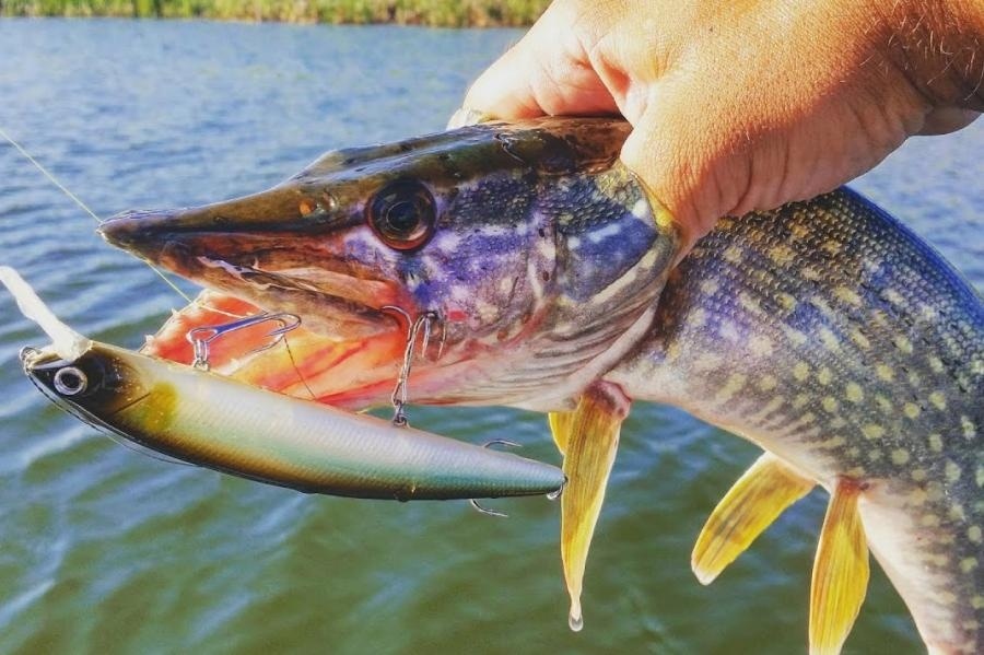  Хитрости  удачной ловли рыбы у разных народов россии   Жерех, Судак, Угорь, Щука, Окунь и некоторые другие виды рыб можно ловить на сыр. Сыр можно использовать как снасть, которая позволит поймать рыбу всех видов: крупную, мелкую, среднюю и даже немного мелкую. 
 Если вы научитесь ловить рыбу, то и приманка для рыбы не останется без дела. К примеру, если вы любите ловить судака или щуку на спиннинг, то вам нужно знать, какую приманку для них можно использовать. Мы с вами, как я надеюсь, не будем рыскать по Интернету в поисках информации по этому вопросу. Я уже писал статью про спиннинговые приманки для различных рыб, и сегодня расскажу, на что лучше ловить судаков, а на что щуку. 
 Судак – одна из наиболее распространенных по причине своей живучести на протяжении многих десятилетий рыб. Вес взрослого судака колеблется от 1,4 до 5 кг, очень сильно он отличается от своих собратьев – щук, окуней и налимов. Окраска тела у него очень даже благородная и включает в себя черный блестящий рисунок. 
 У меня в коллекции уже был спиннинг с тестом 4-10 граммов. Меня порадовало то, что этот спиннинг очень хорош для ловли рыбы в том числе и щуки. У данного спиннинга на первой воблерной презентации на выставке Efisha 2012 была зафиксирована как-то неплохая поклевка крупной щуки, а также ее спуск и поимка. 
 Именно по этому принципу в моем случае и была выбрана для ловли щуки на мелководном, но довольно сильном и глубоком водоеме приманка с бородкой в виде небольшого кончика шнура. 
 Такая приманка имеет возможность, снижая свое сопротивление, проходить очень глубоко, что позволяет проводить рыбу глубже чем, если бы я использовал приманку только перед собой. У ловли щук на глубине такая игра очень близка к "волне", при этом погружая шнур на значительную глубину, где слабенькие не уловистые воблеры, проводимые на слабенькой огрузке просто не войдут и не закружатся. 
 Отличие между приманкой для судака и воблером состояло лишь в том, что воблере поверхность была покрыта краской, что позволяло им делать равномерные и глубокие проводки, а в судаке был расположен дополнительный тройник, который служит для увеличения скорости вращения приманки. 