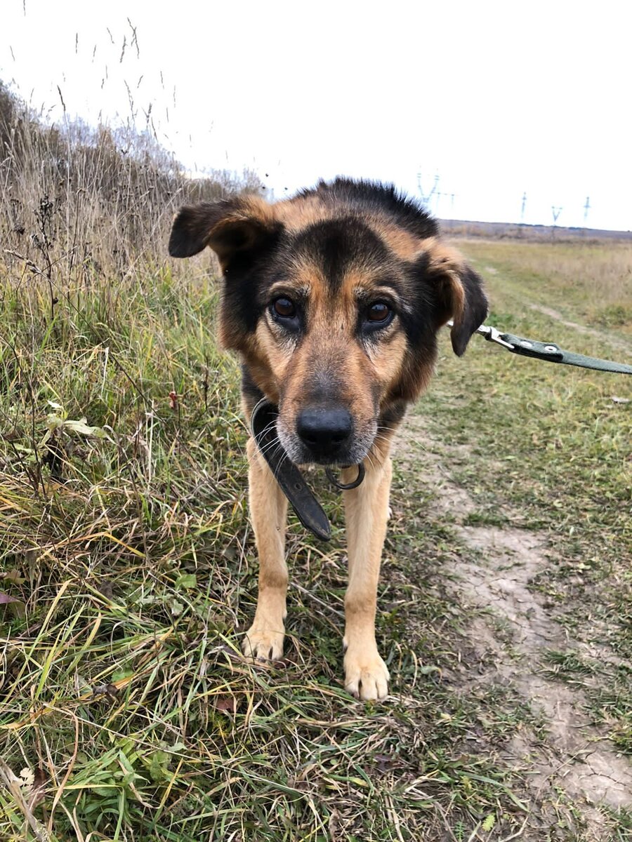 Мы  назвали  его  Полканом