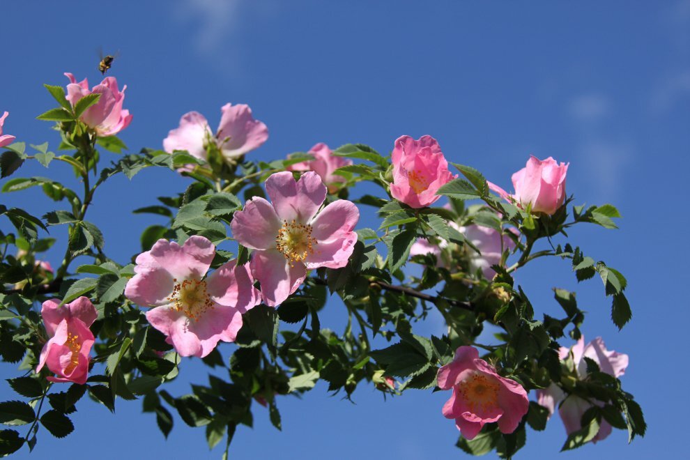 Из свободных источников