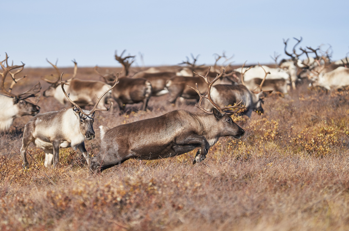 Да, олени очень любят соль. В качестве лакомства вполне сойдут крекеры.