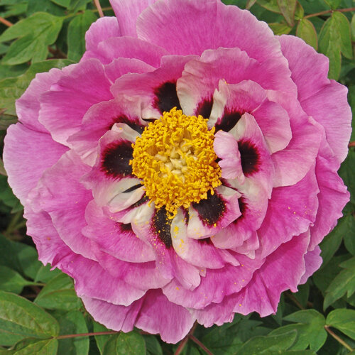 Tarantella ( Rieck ) появился в 2017 году , фото с сайта APS