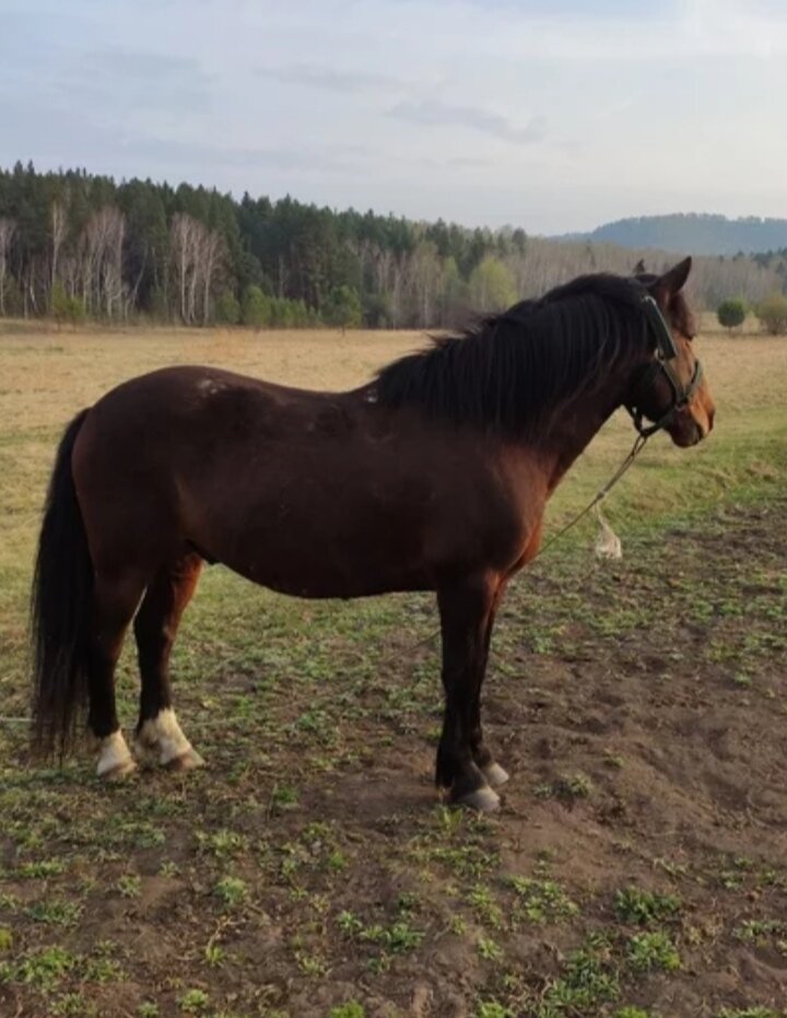 Очень красивый конь "для души"