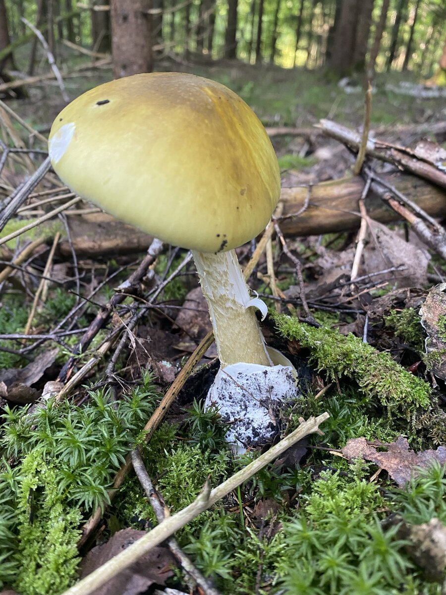 Бледная поганка (Amanita phalloides)