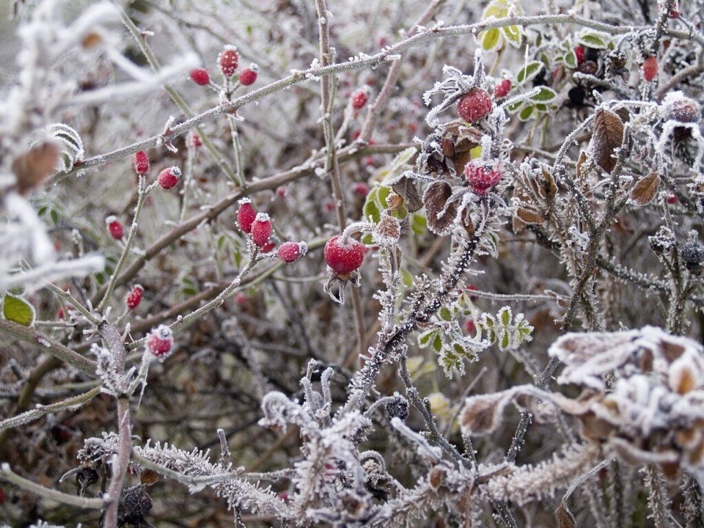 Заморозки весной фото