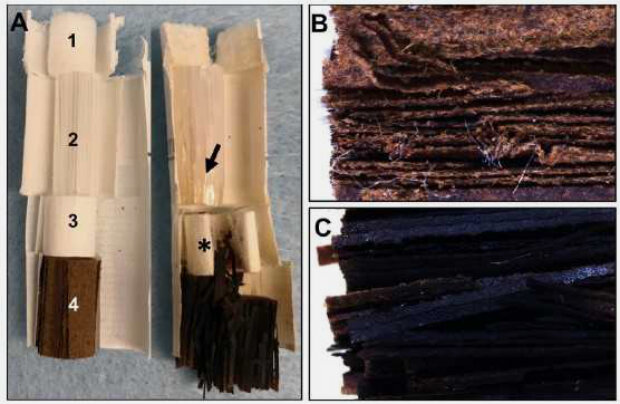 Неиспользованный и использованный стики. Изображение: Department of Molecular, Cell and Systems Biology, University of California, Riverside, California, USA
