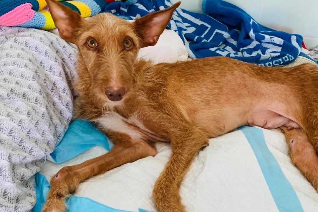     Охотник отказался от своей парализованной собаки. Но волонтеры смогли вновь поставить ее на ноги!